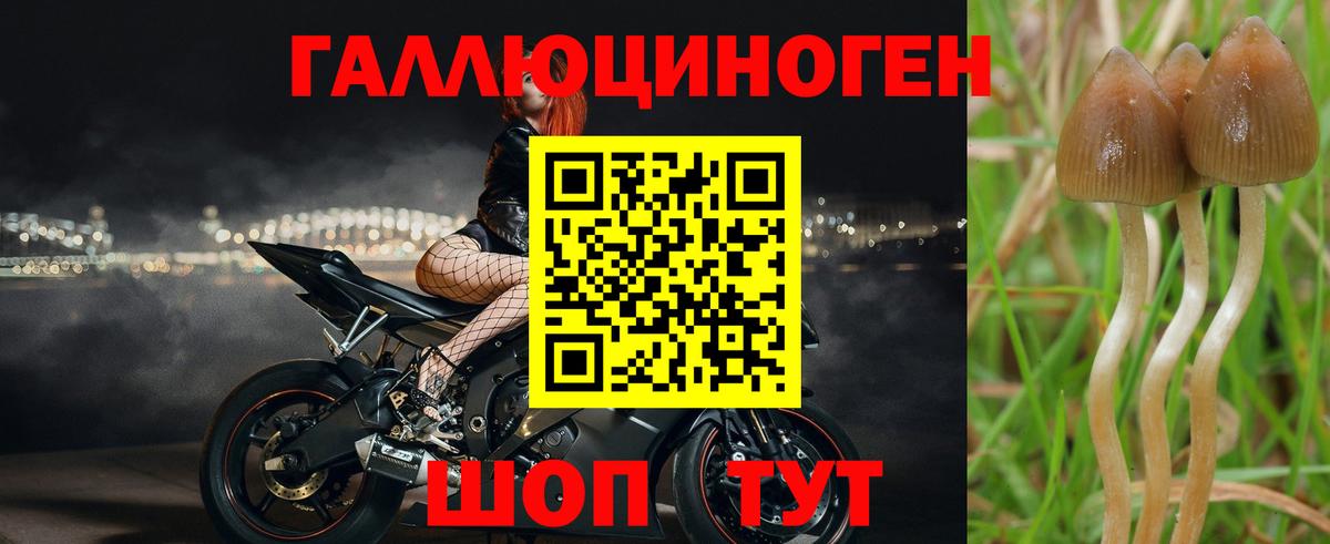 Псилоцибиновые грибы Psilocybe  Вход с VPN  Кыштым 